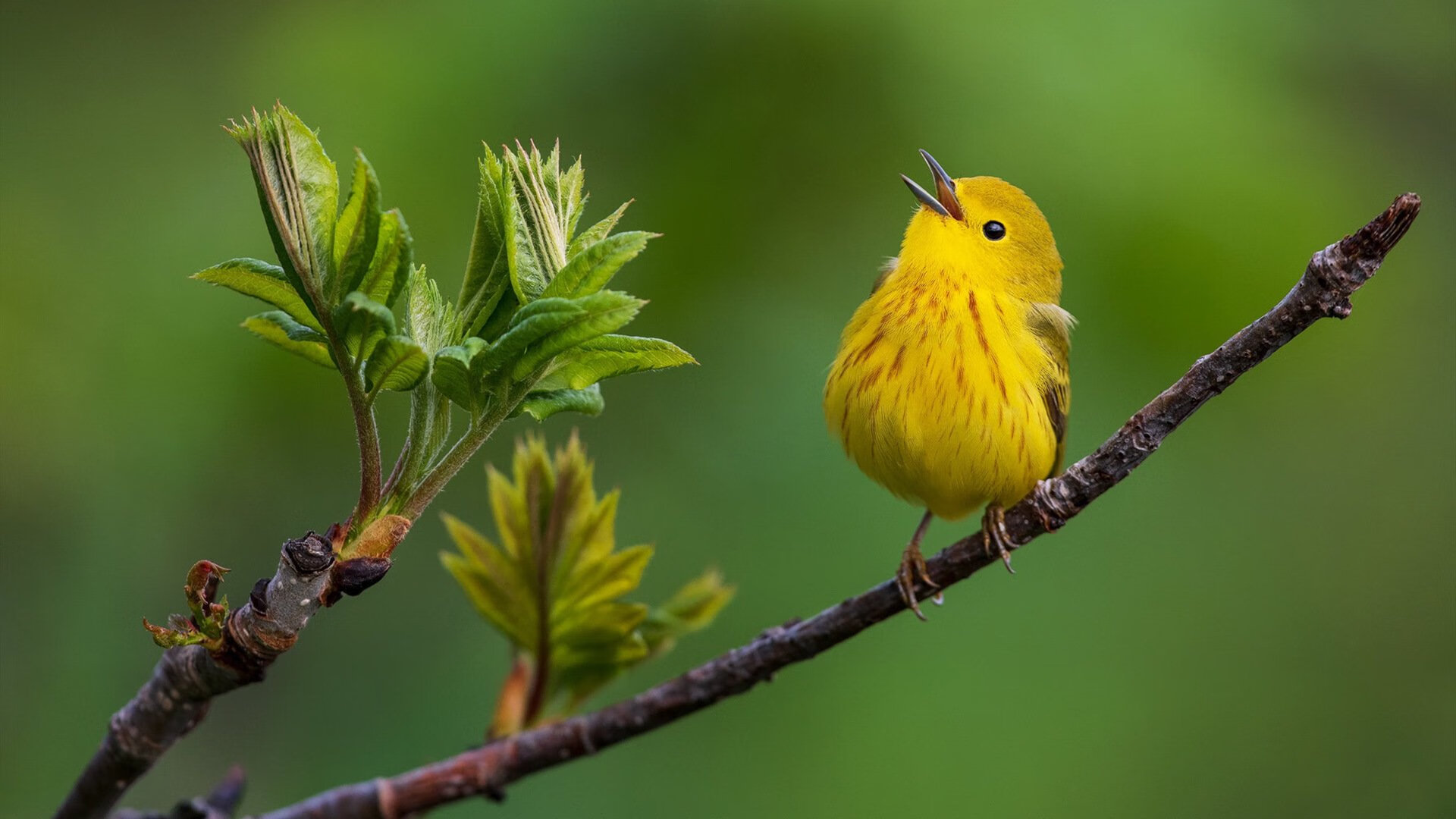从维拉公园到诺坎普，贝林厄姆如何用一场非典型比赛完成成人礼